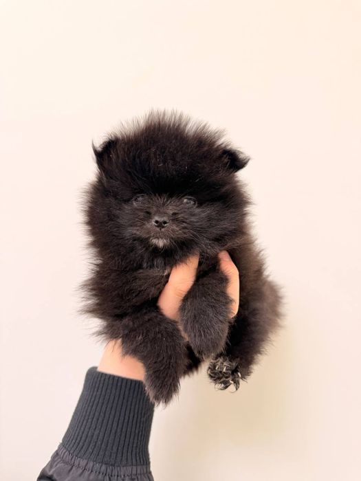 Шпиц померанский