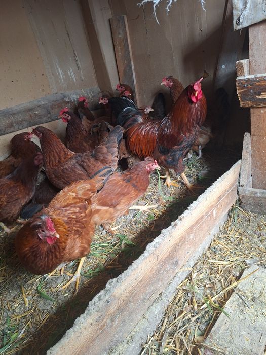 Vand 14 puicute și un cocos majoritatea fac oua cu coaja verde