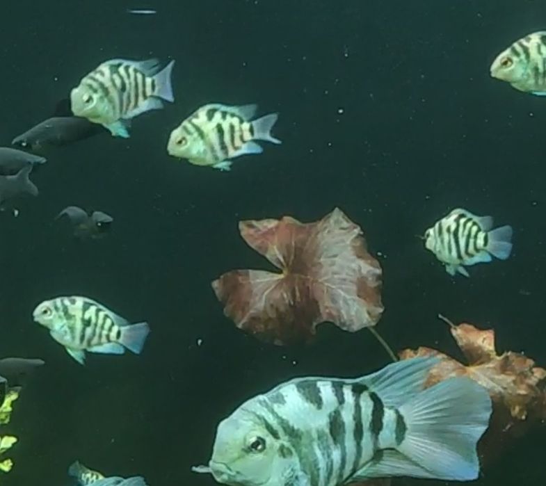 Сапфировый попугай или Голубая панда