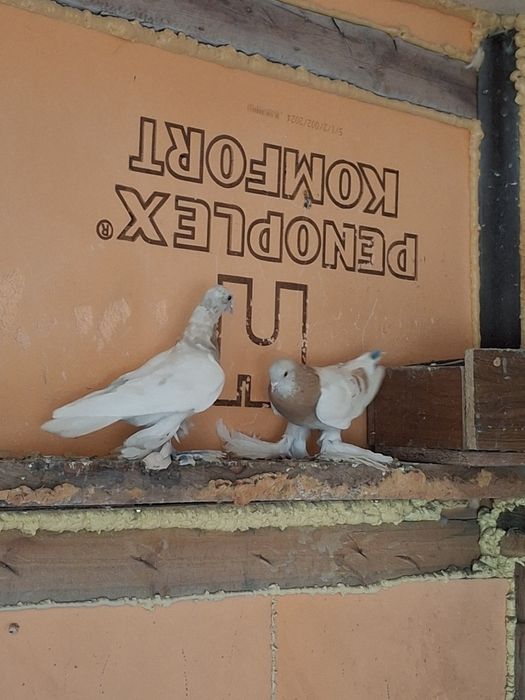 Продам голубей игра гребля тяга