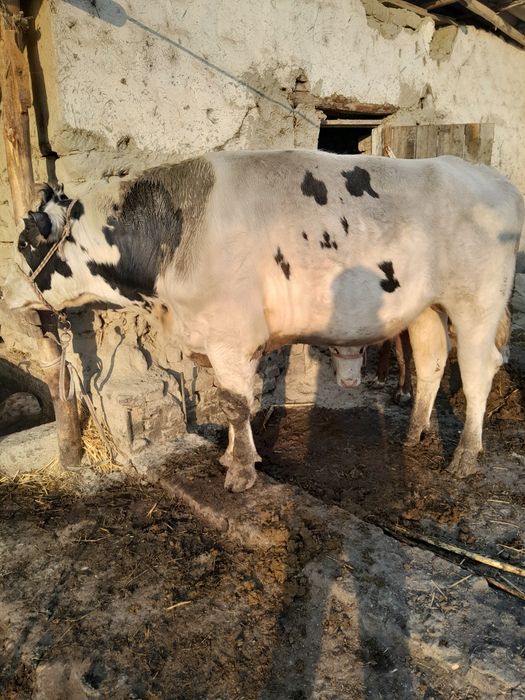 Парода Навос сотилади