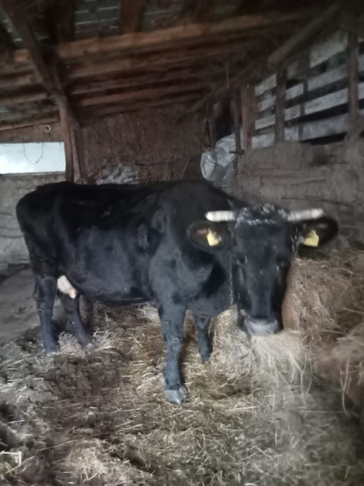 Vacă de vânzare cu vițel în burtă