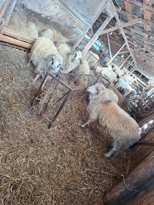 Oi sterpe de vanzare