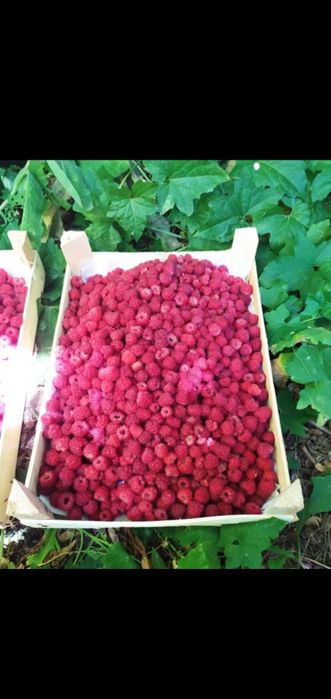 Варенье малина нынешний