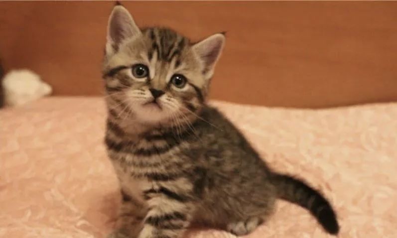 Красивейшие Котята