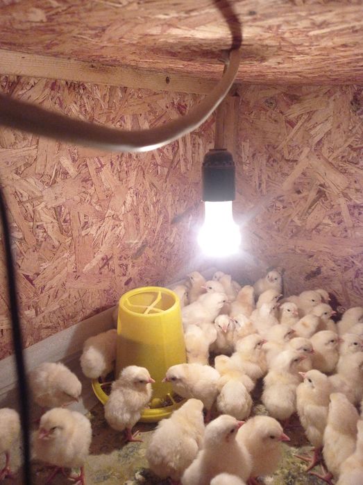 Продам цыплят Легорн стандартрт