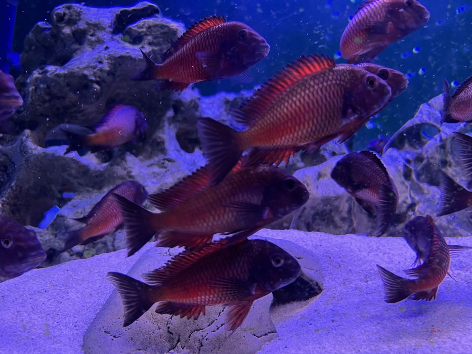 Ciclide Africane Tropheus Kalambwe Red