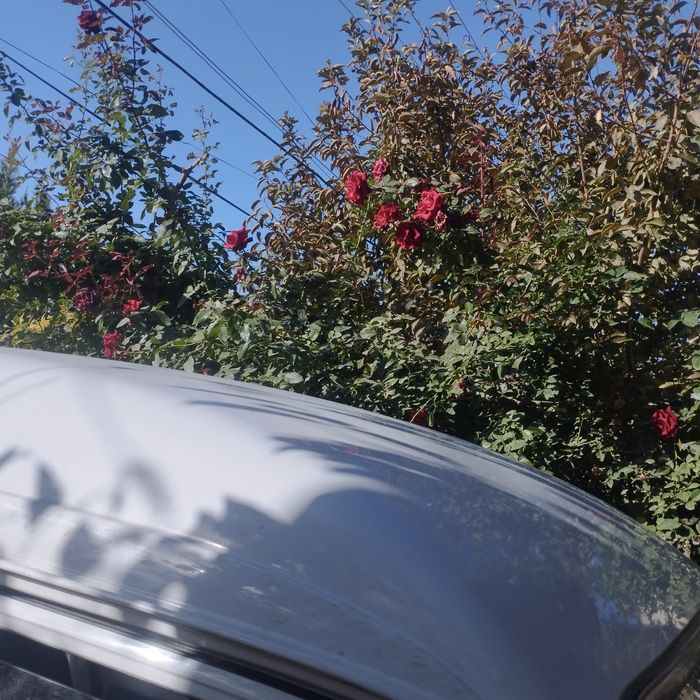 Атиргул 40 огайни кишгачон гулайдигани