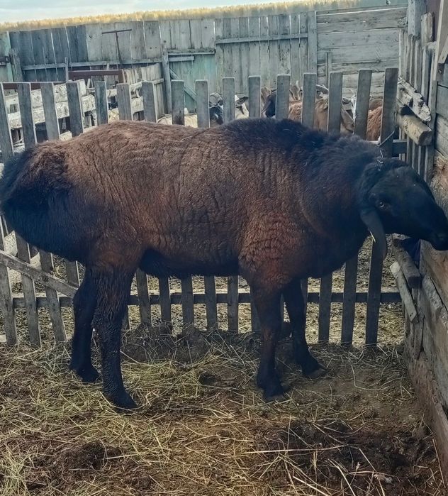 Гиссар баран производитель