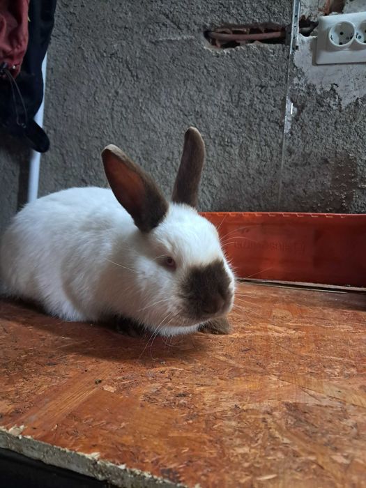 Vând iepuri californian