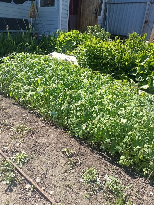 Продам рассаду томатов и перцев