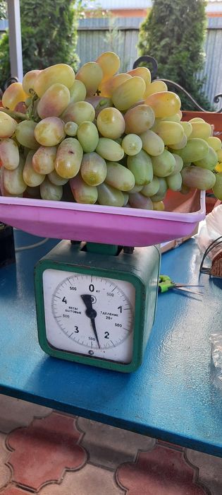 Саженцы винограда продам