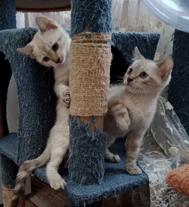 Бенгальские котята