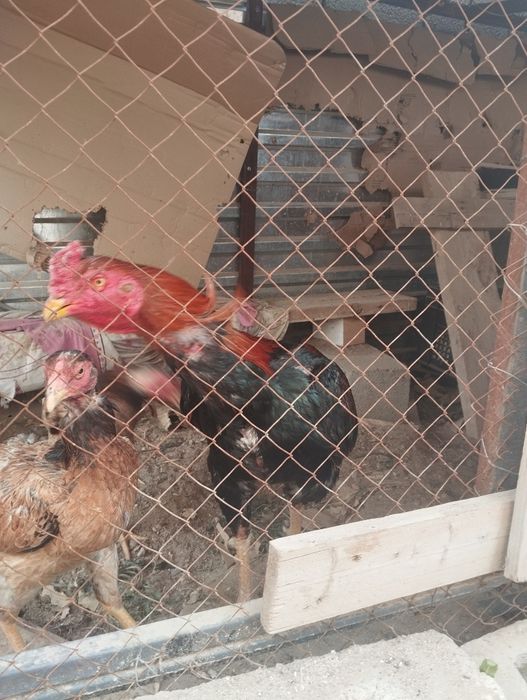 Дакан с двумя курочками