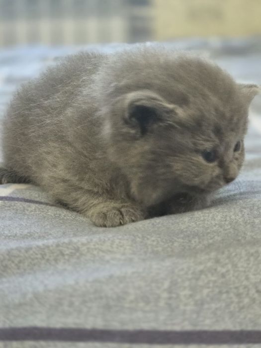 Продам семейку кошек и котят