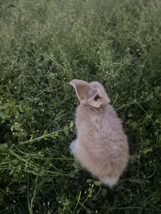 Quyon bor zottor donasi