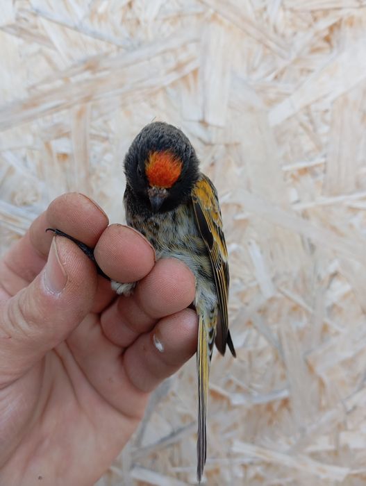 Продам щеглов, чижей, красношапочный вьюрок