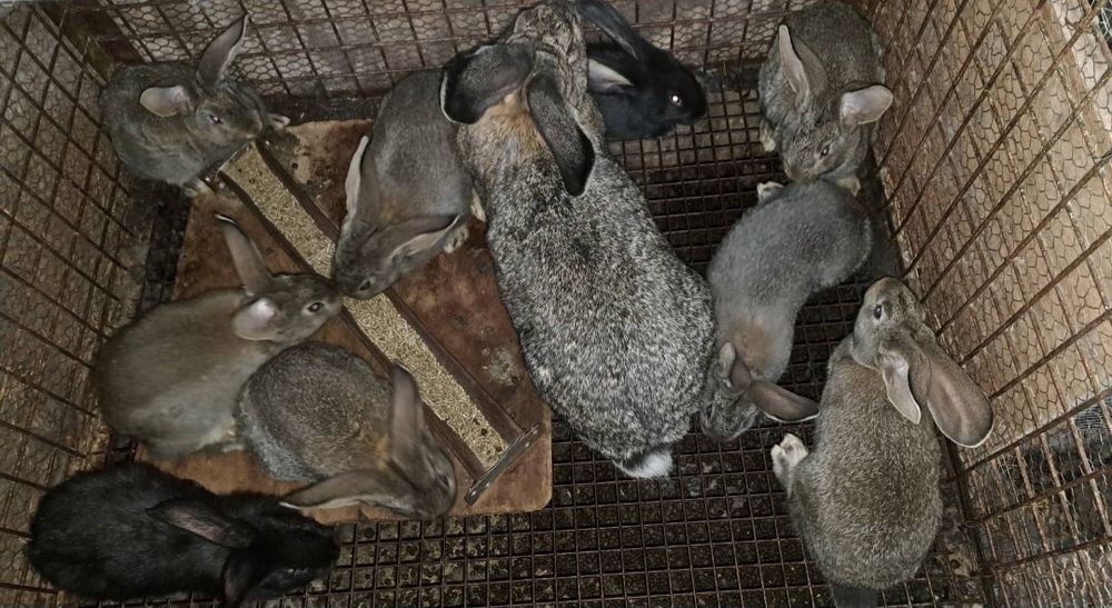 Зайци заек зайчета Фландър