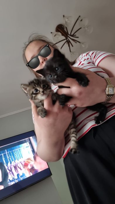 Отдам котят в хорошие руки