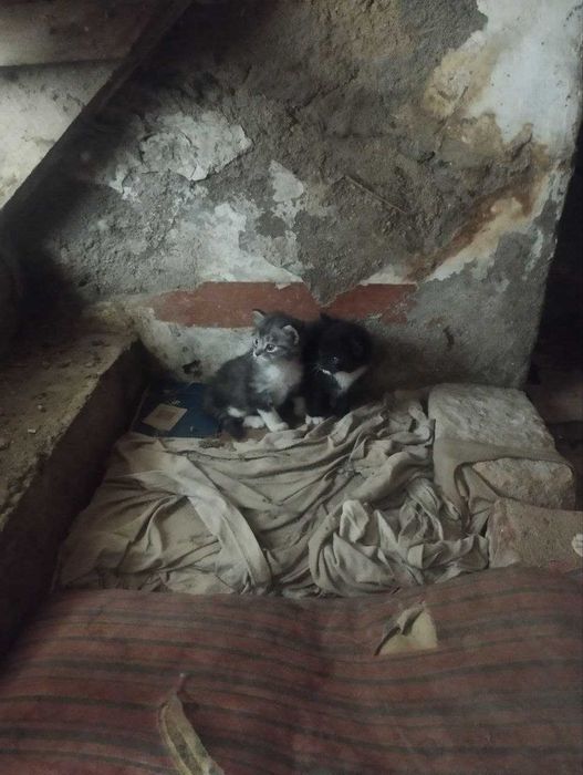 Отдам в добрые руки котята / Продаётся котята / Самарканд
