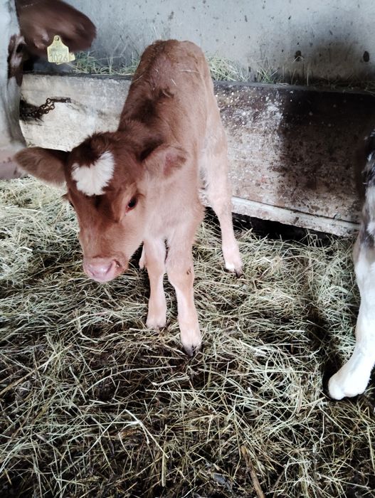 Vând vacă și vițcă