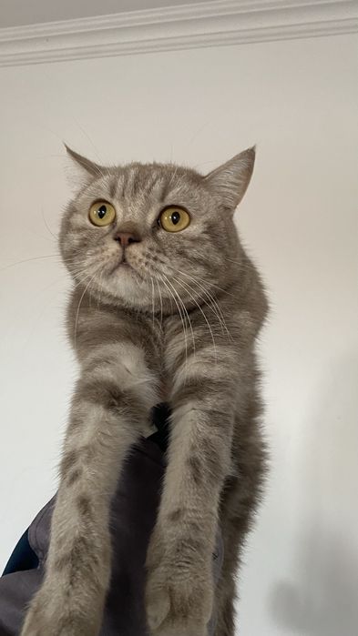 Продам кота за 10000