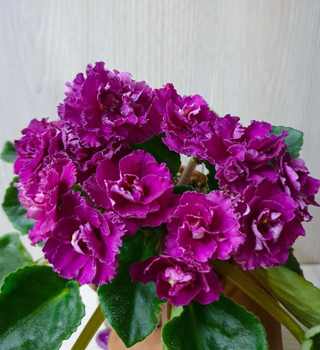 Фиалка лучший подарок.