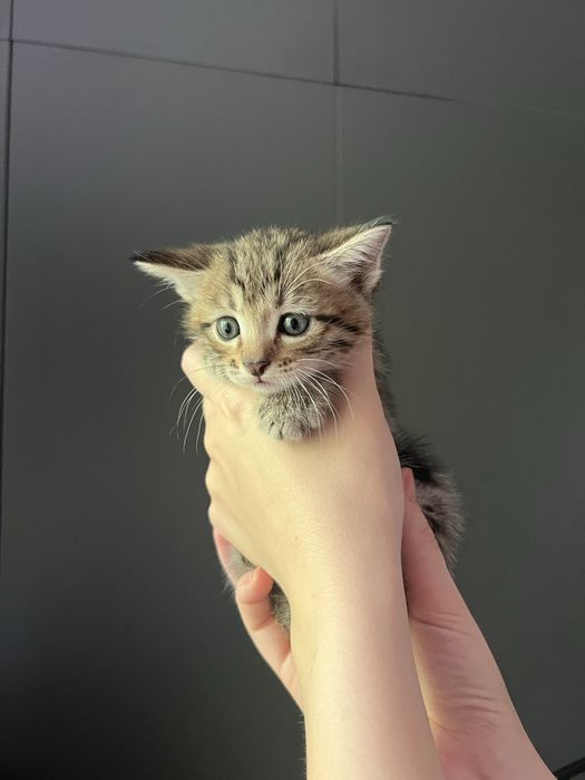 Отдаю красивейших котят