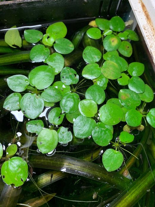 plante plutitoare pentru acvariu