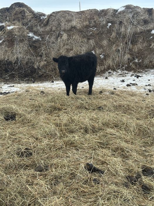 Продам тёлки ангус