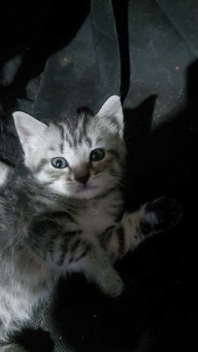 Котёнок девочка хорошая