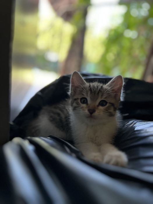 Отдам котенка в хорошие руки