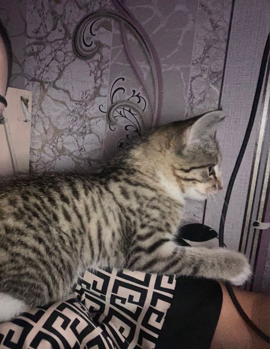Отдам милую кошечку