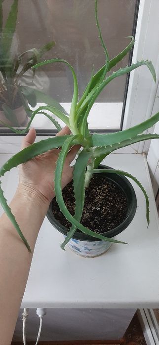 Алоэ древовидный (столетник)