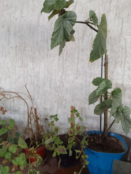 Продаю большие цветы