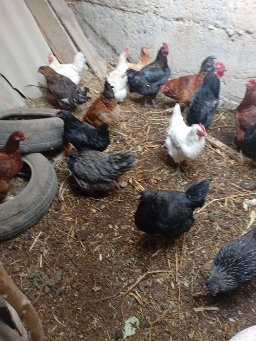 Уй тауыктар сатылады