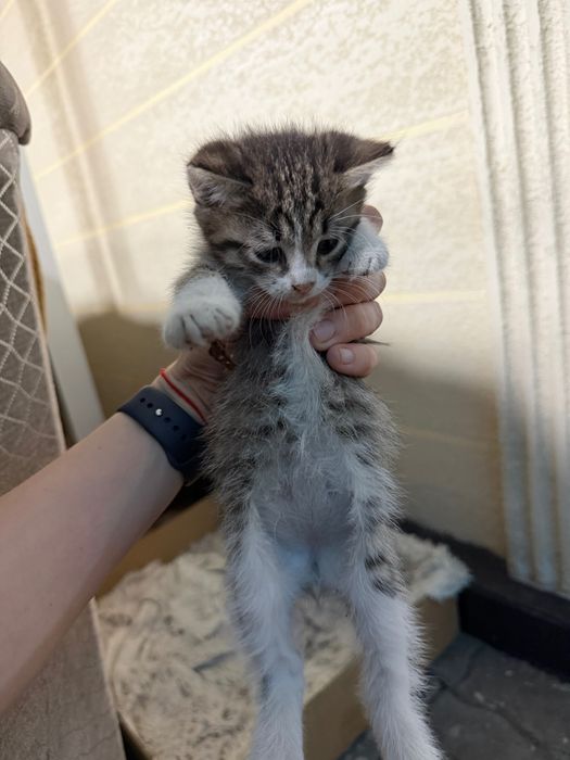 Отдам котят в хорошие руки
