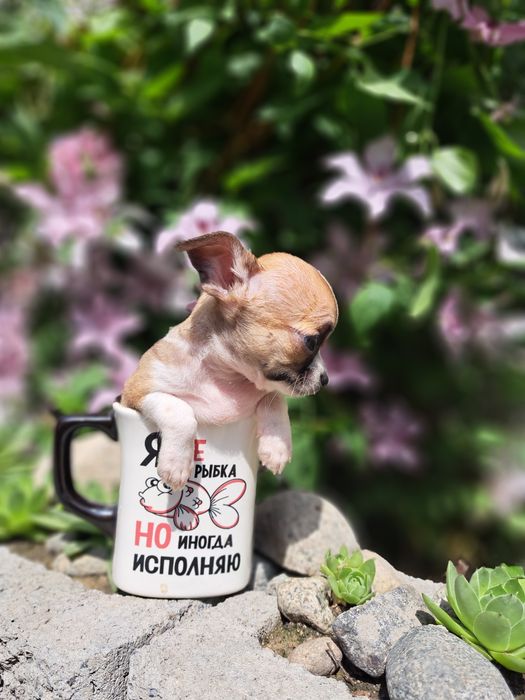 Продам мини Чихуахуа.