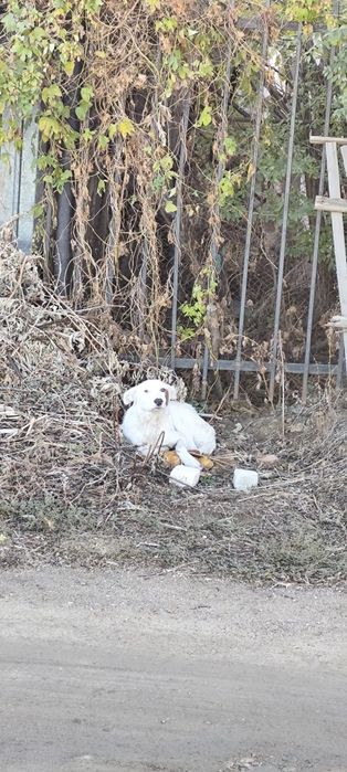 Пес щенок мальчик собака