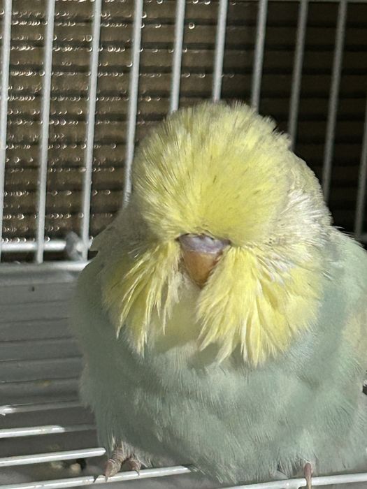 Papagali perusi standard pui si maturi