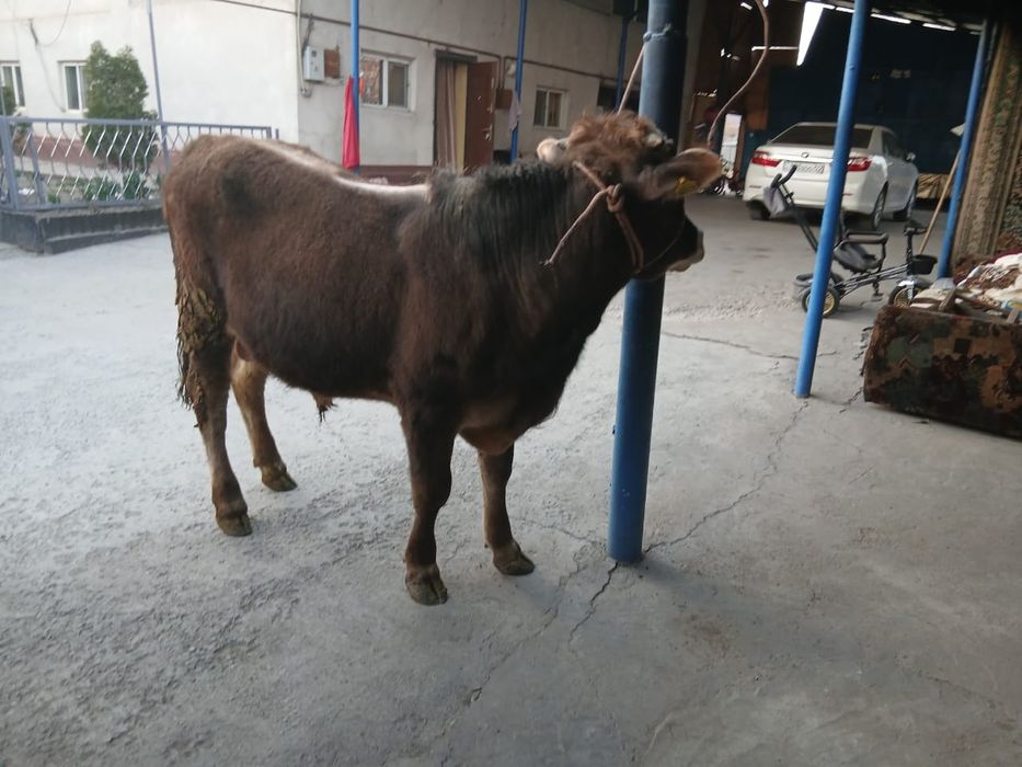 Продам двух породистых быков!