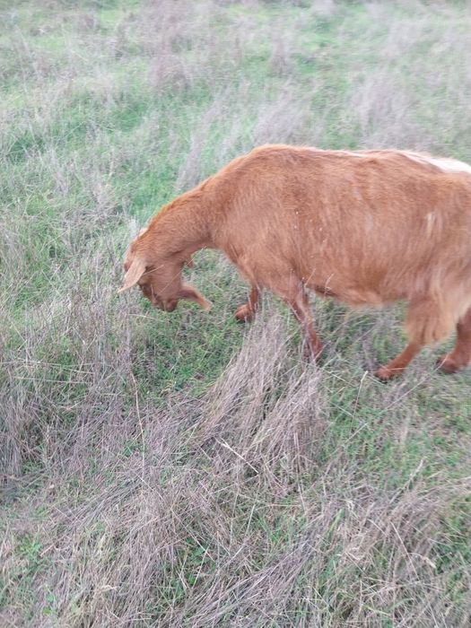 Млади млечни заплодени кози