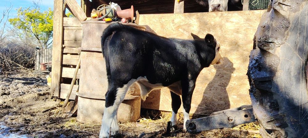 Vând taure de prăsilă și tăuraș