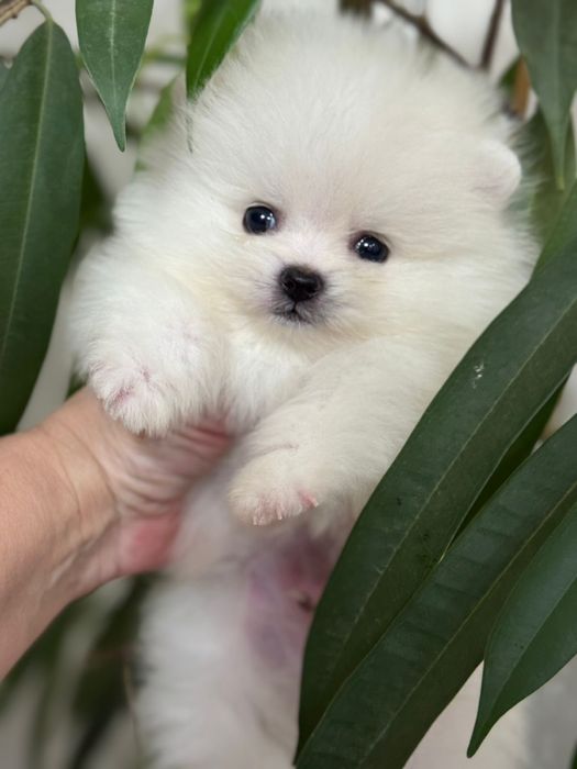 Супер малыши шпицы мишки