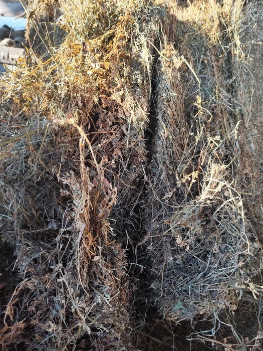 Baloti luțernă 120 pe 120