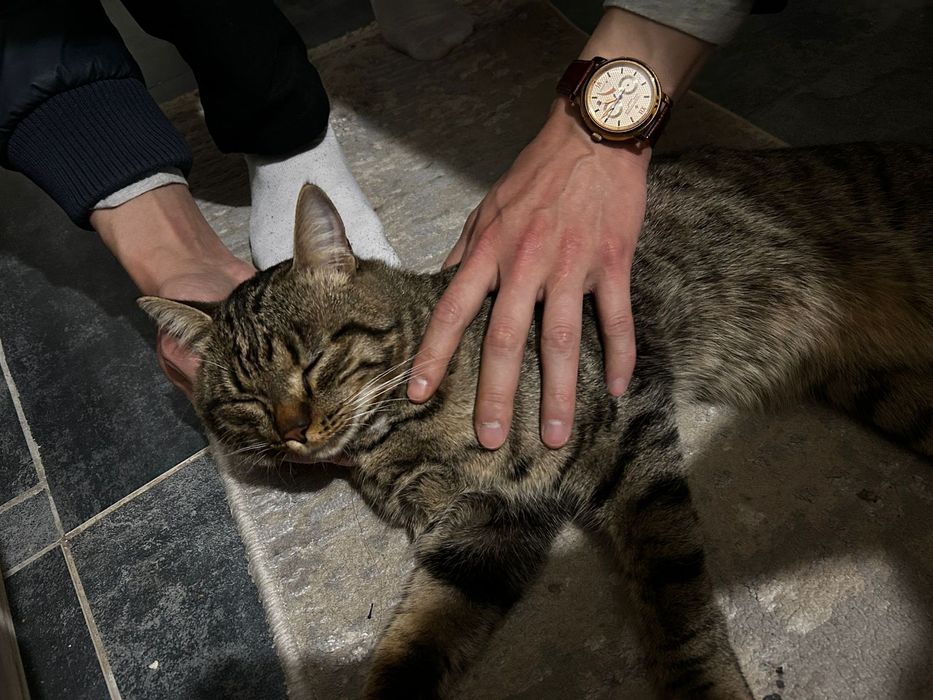 Нашли кота в районе Экспо