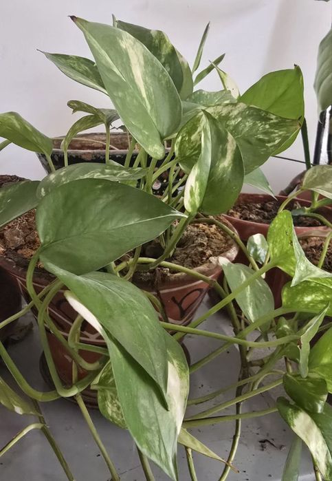 Продаю цветы в горшках (комнатные растения)