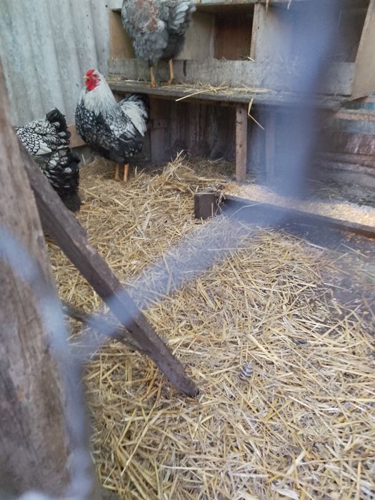 Vând cocosi wiandot