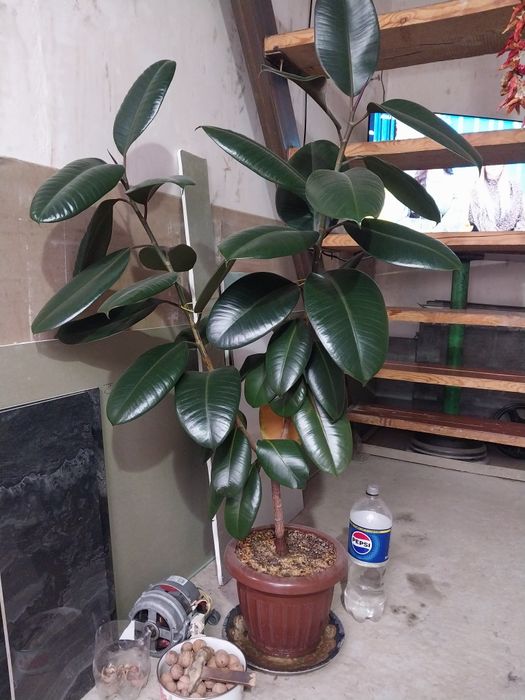 Продаётся фикус.