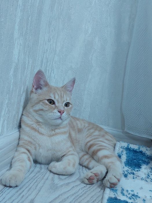 Даю кота в добрые руки Кызылорда